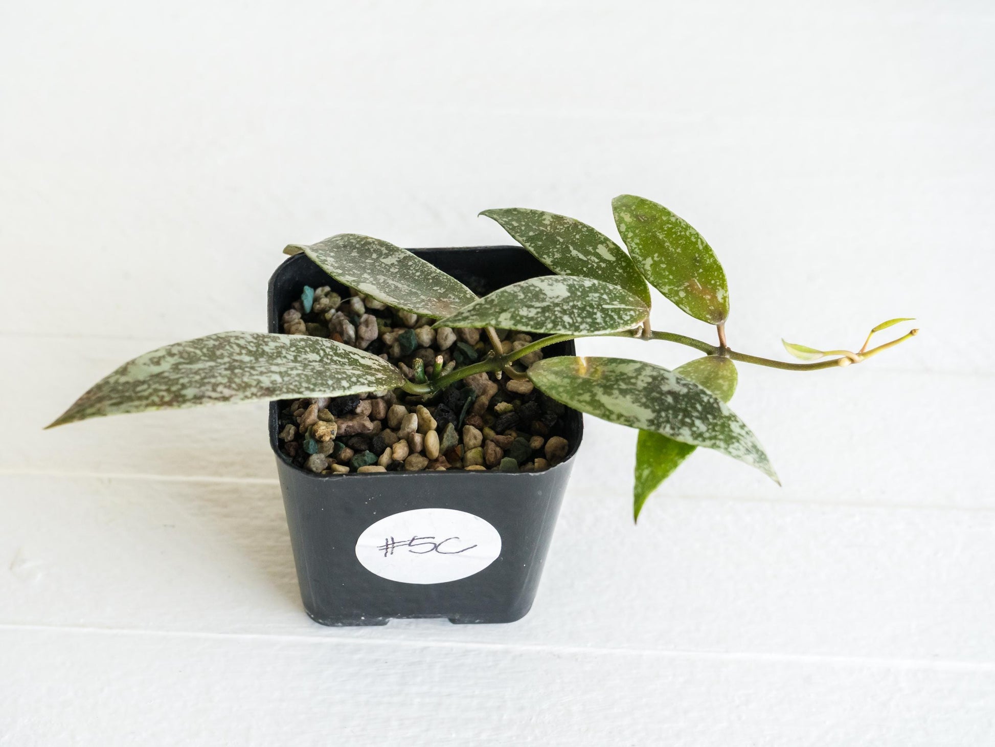 Hoya lacunosa 'Laos Full Splash' | 2-Inch