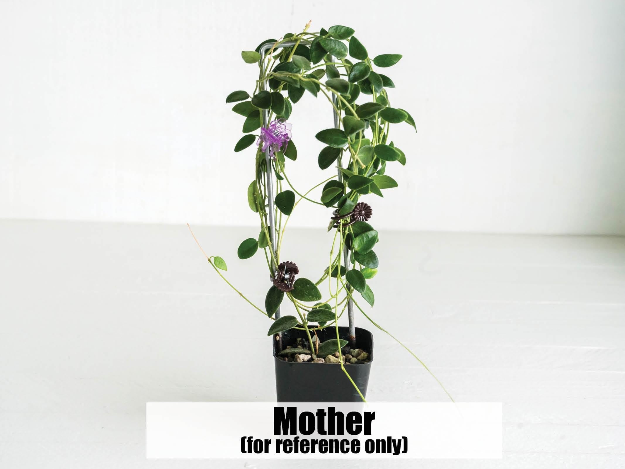 Hoya pulleana IM-02 | 2-Inch – Hoya Treasures
