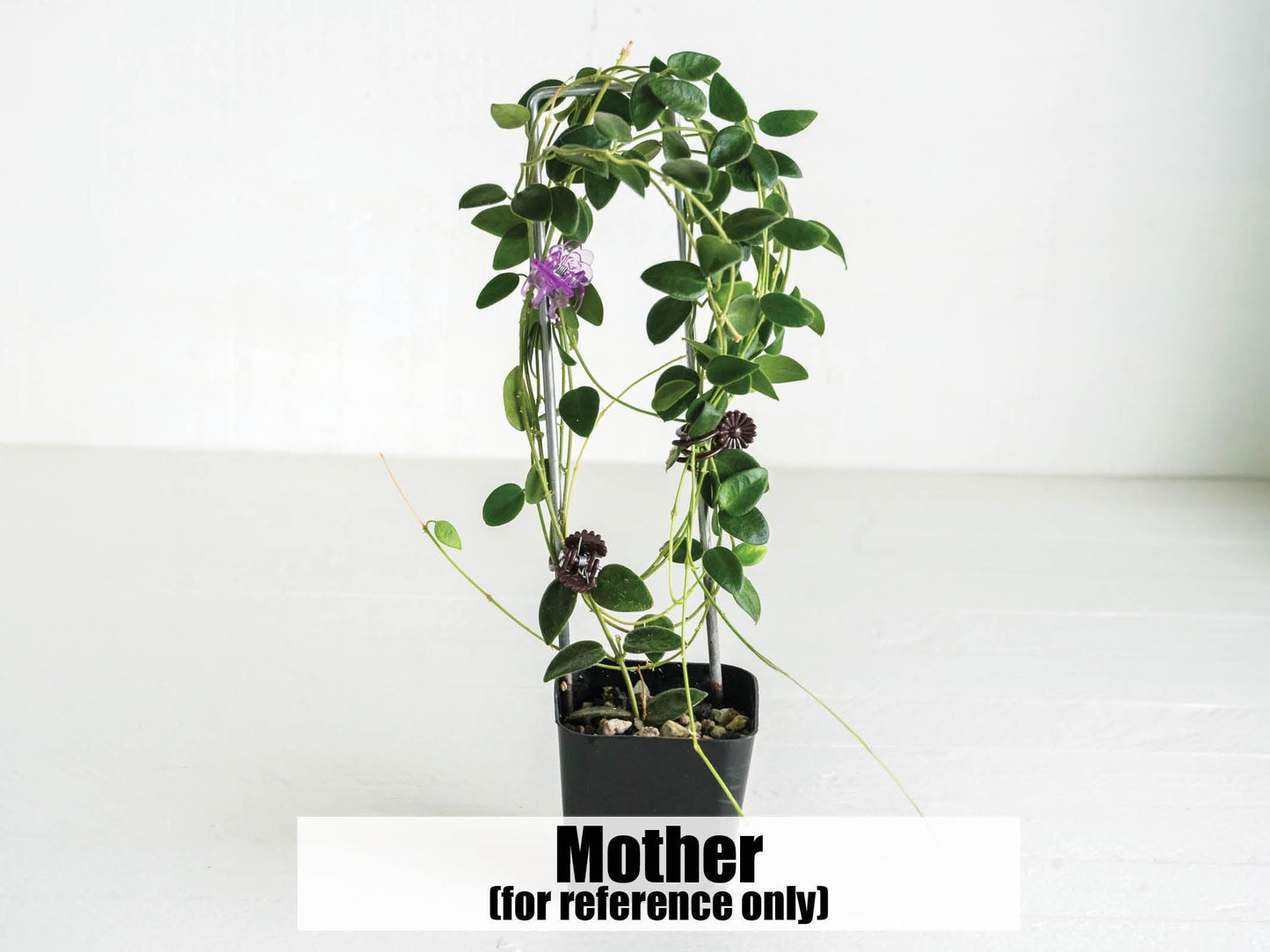 Hoya pulleana (IM-02) | 2-Inch