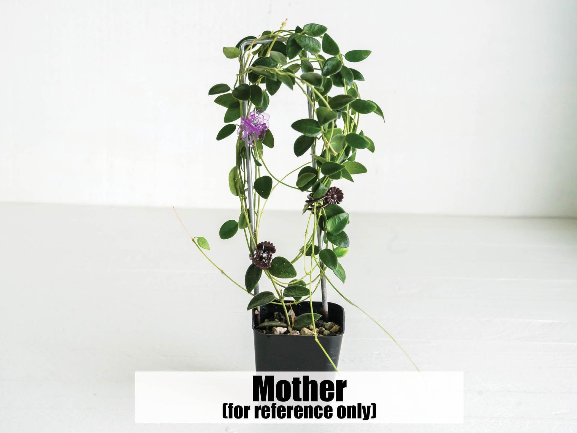 Hoya pulleana (IM-02) | 2-Inch