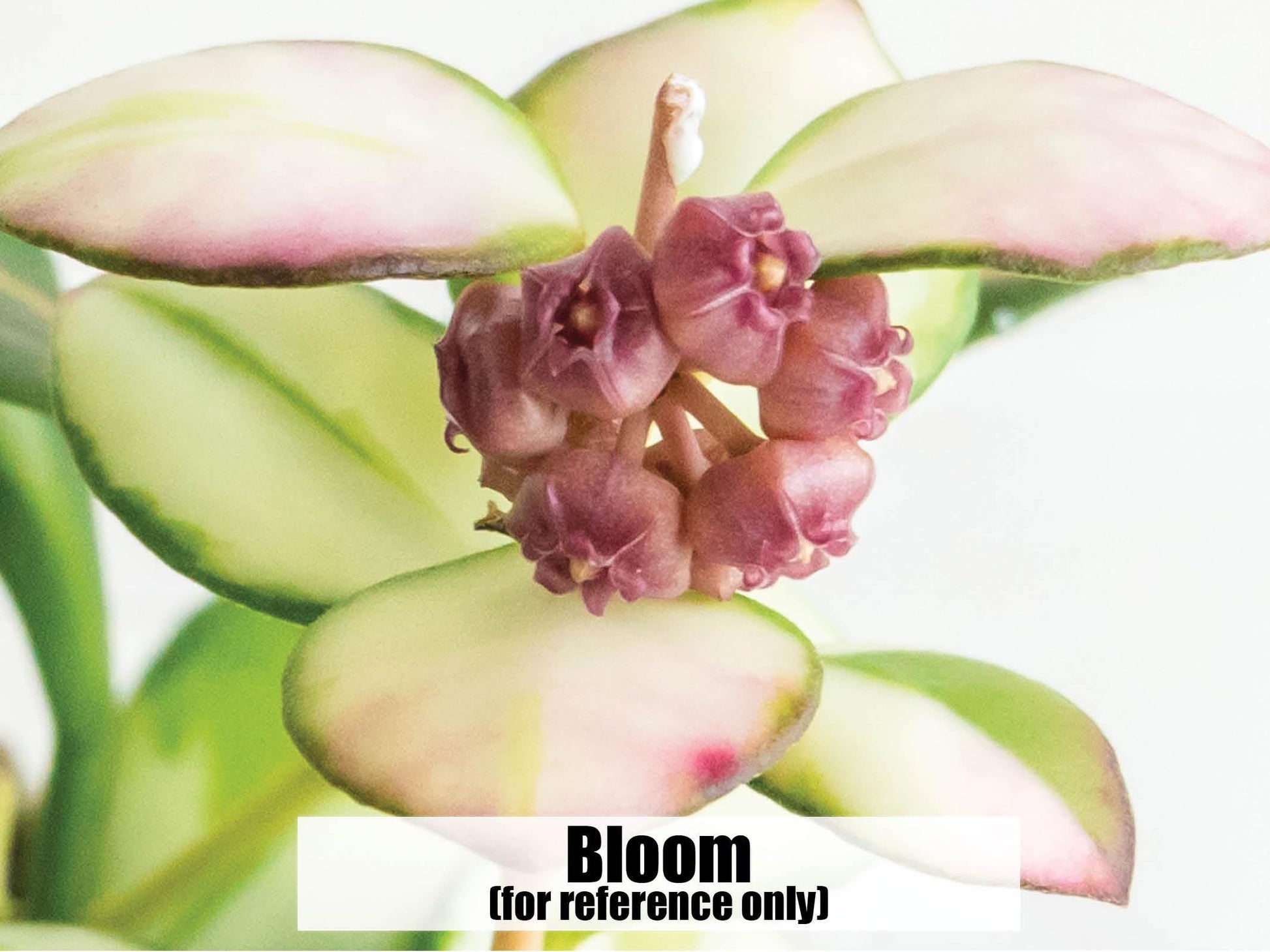 Hoya heuschkeliana (Inner Variegated) | 2-Inch