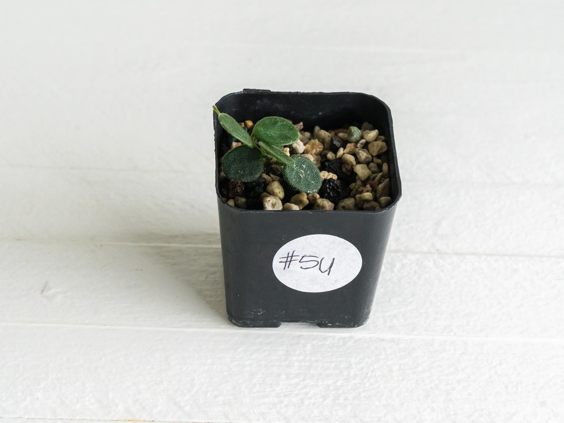Hoya serpens | 2-Inch