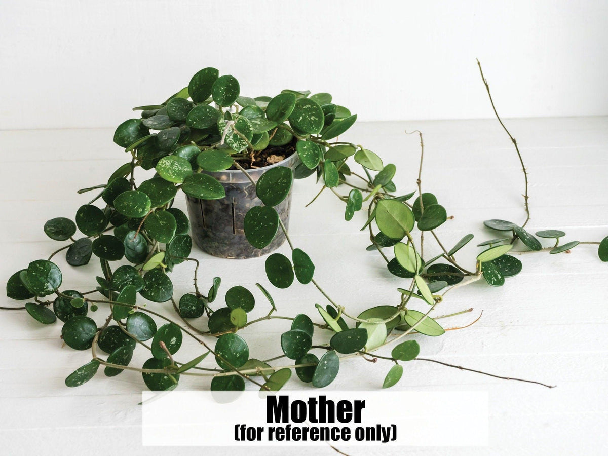 Hoya 'Mathilde' | 2-Inch