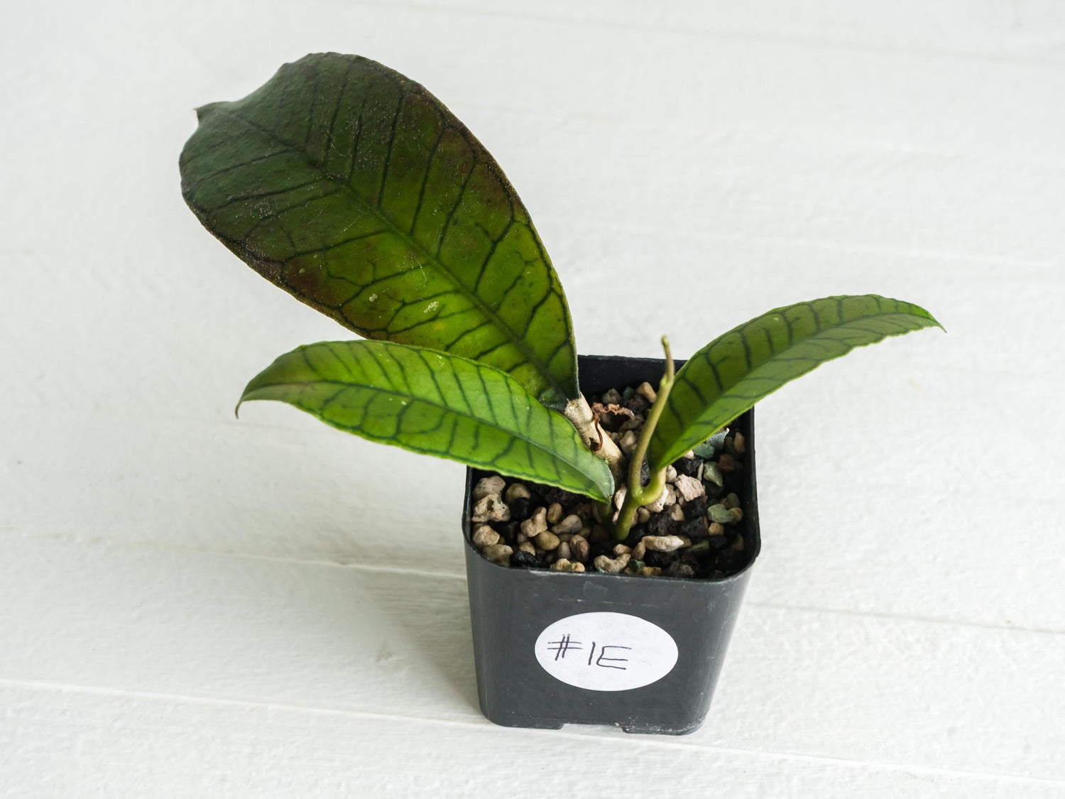 Hoya gunung gading | 2-Inch