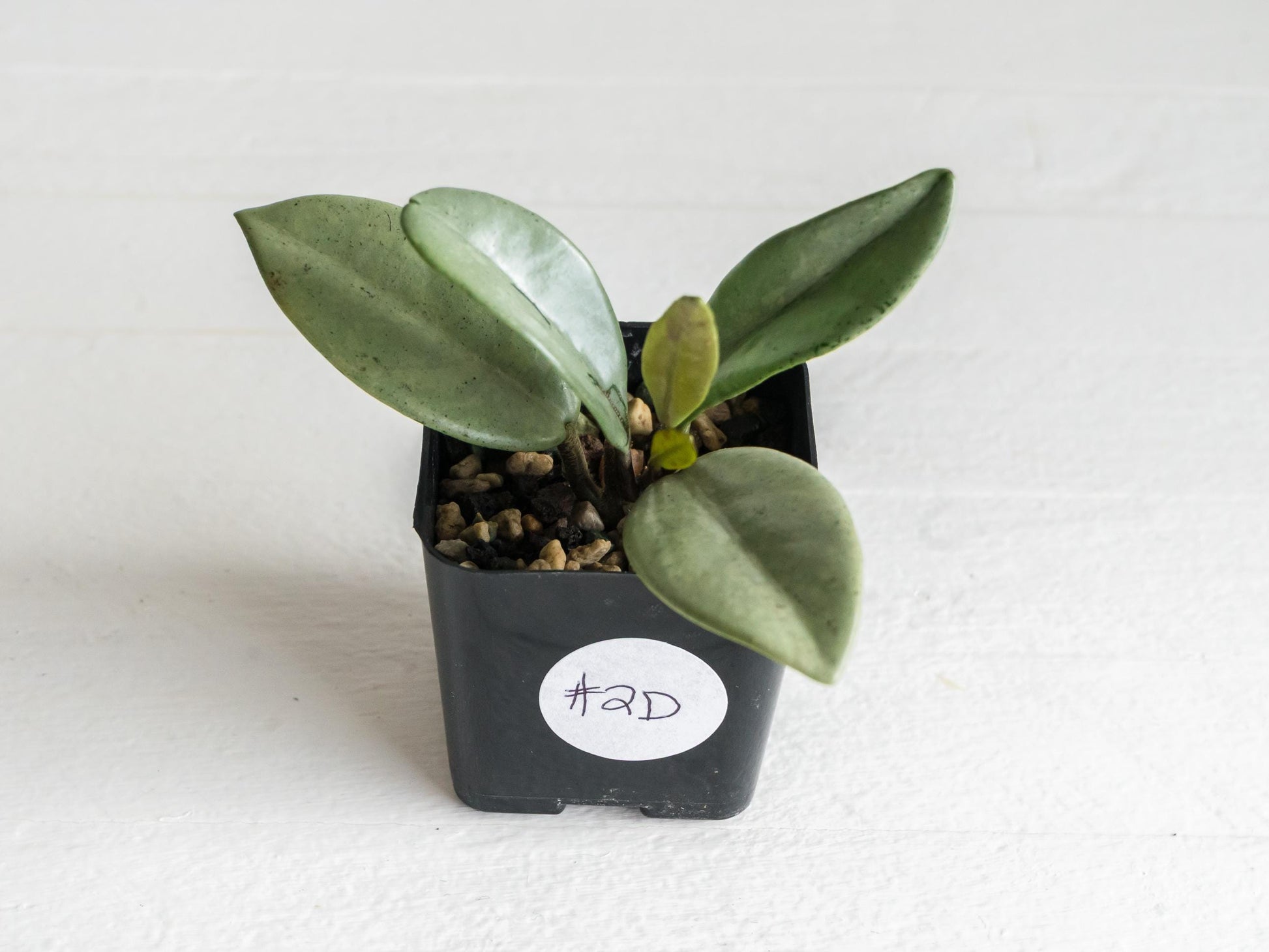 Hoya carnosa 'Wilbur Graves' (Silver) | 2-Inch