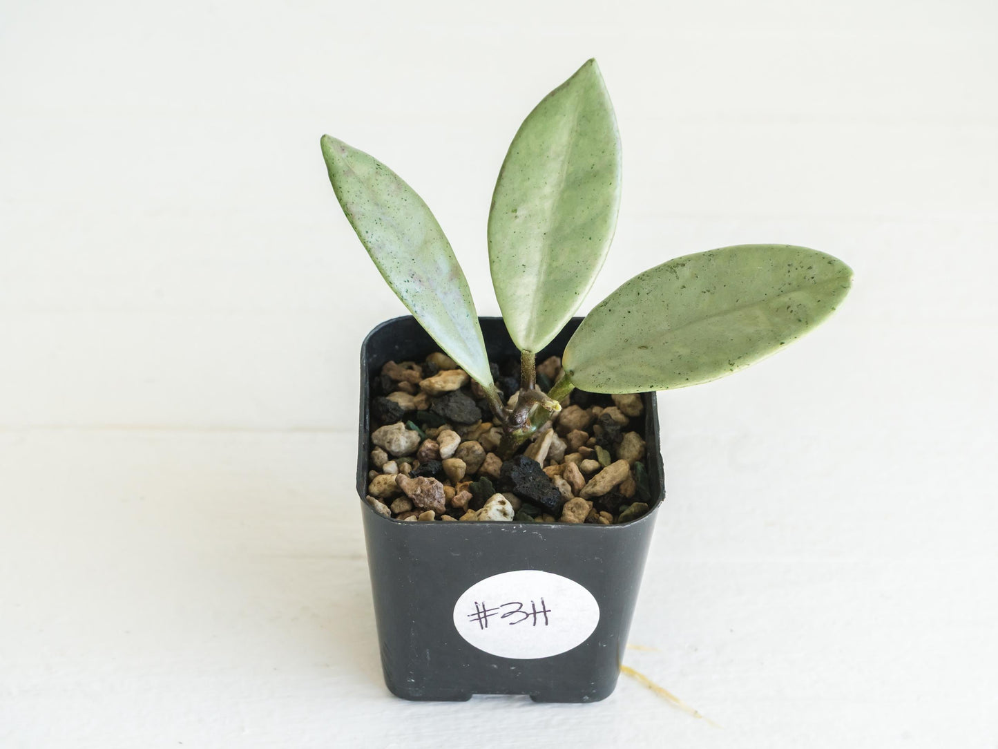 Hoya carnosa 'Wilbur Graves' (Silver) | 2-Inch