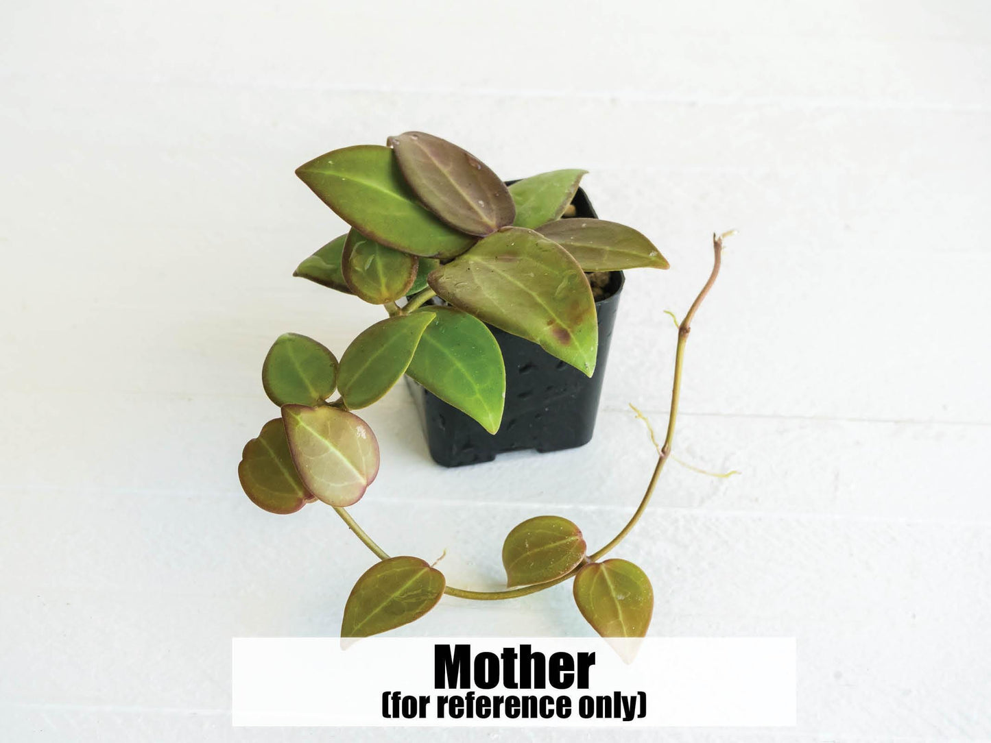 Hoya ‘Aramelon’ (UPT012) | 2-Inch
