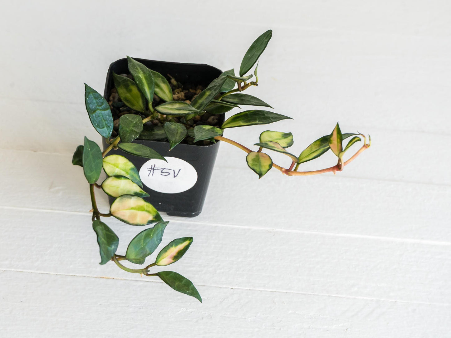 Hoya lacunosa (Inner Variegated) | 2-Inch