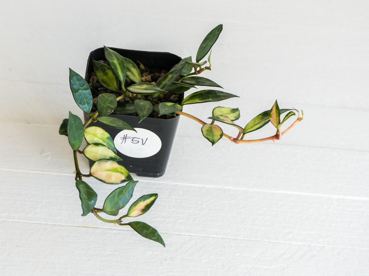 Hoya lacunosa (Inner Variegated) | 2-Inch
