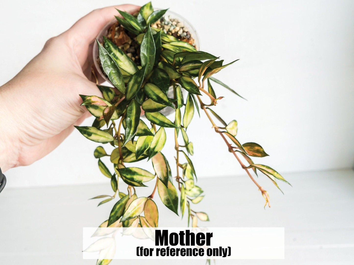 Hoya lacunosa (Inner Variegated) | 2-Inch