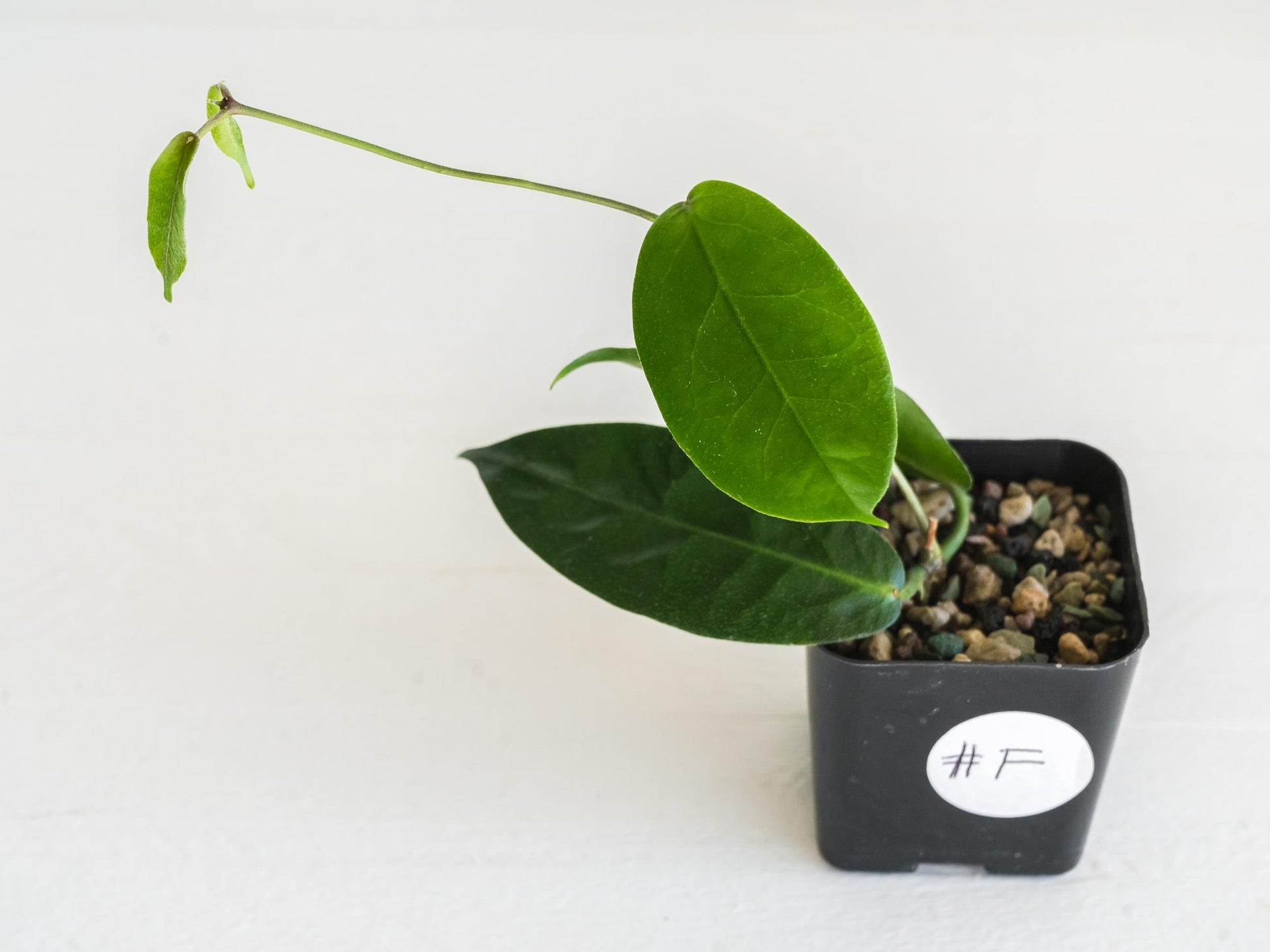 Hoya versteegii | 2-Inch