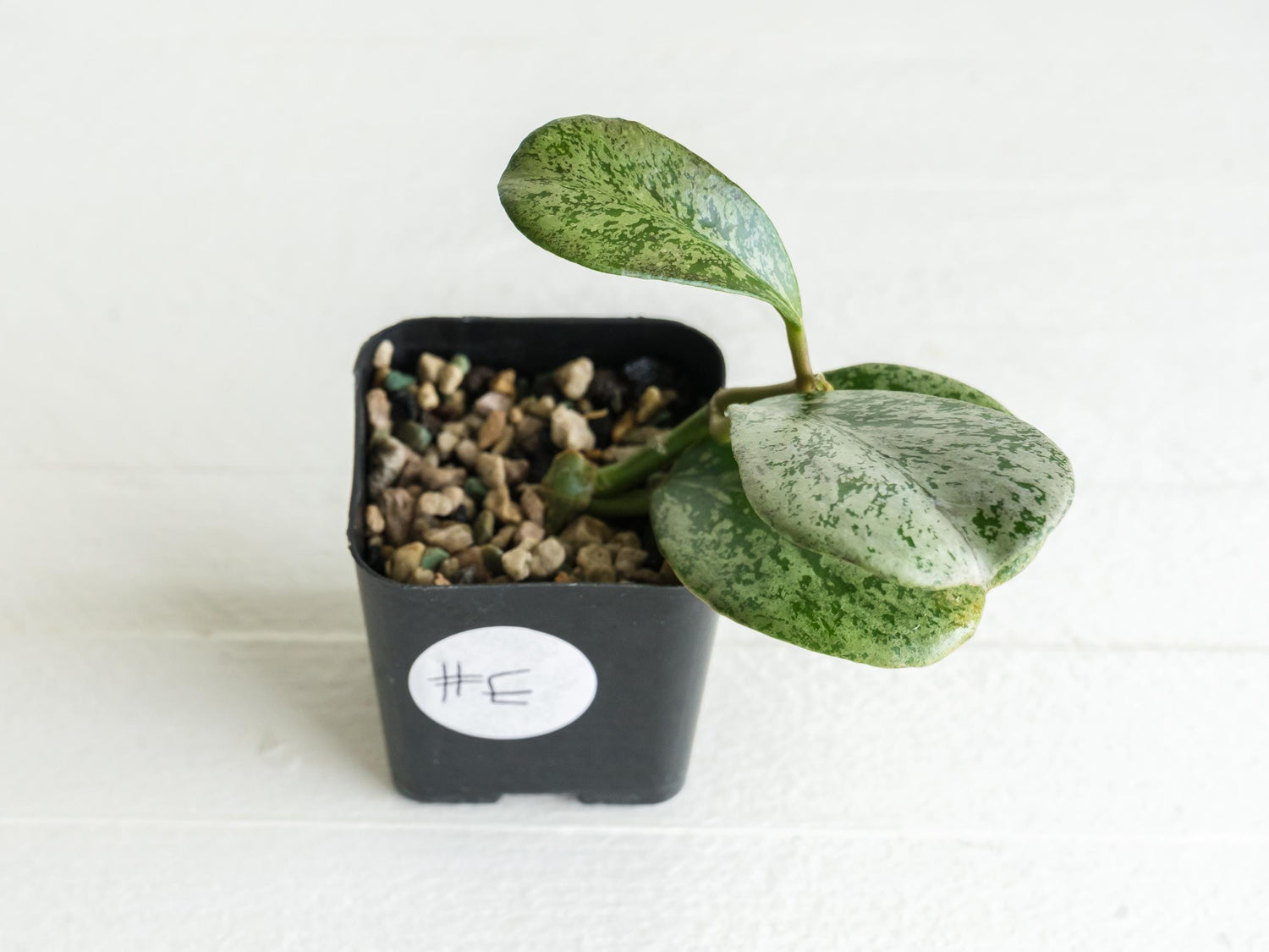 Hoya chiang dao (Silver) | 2-Inch