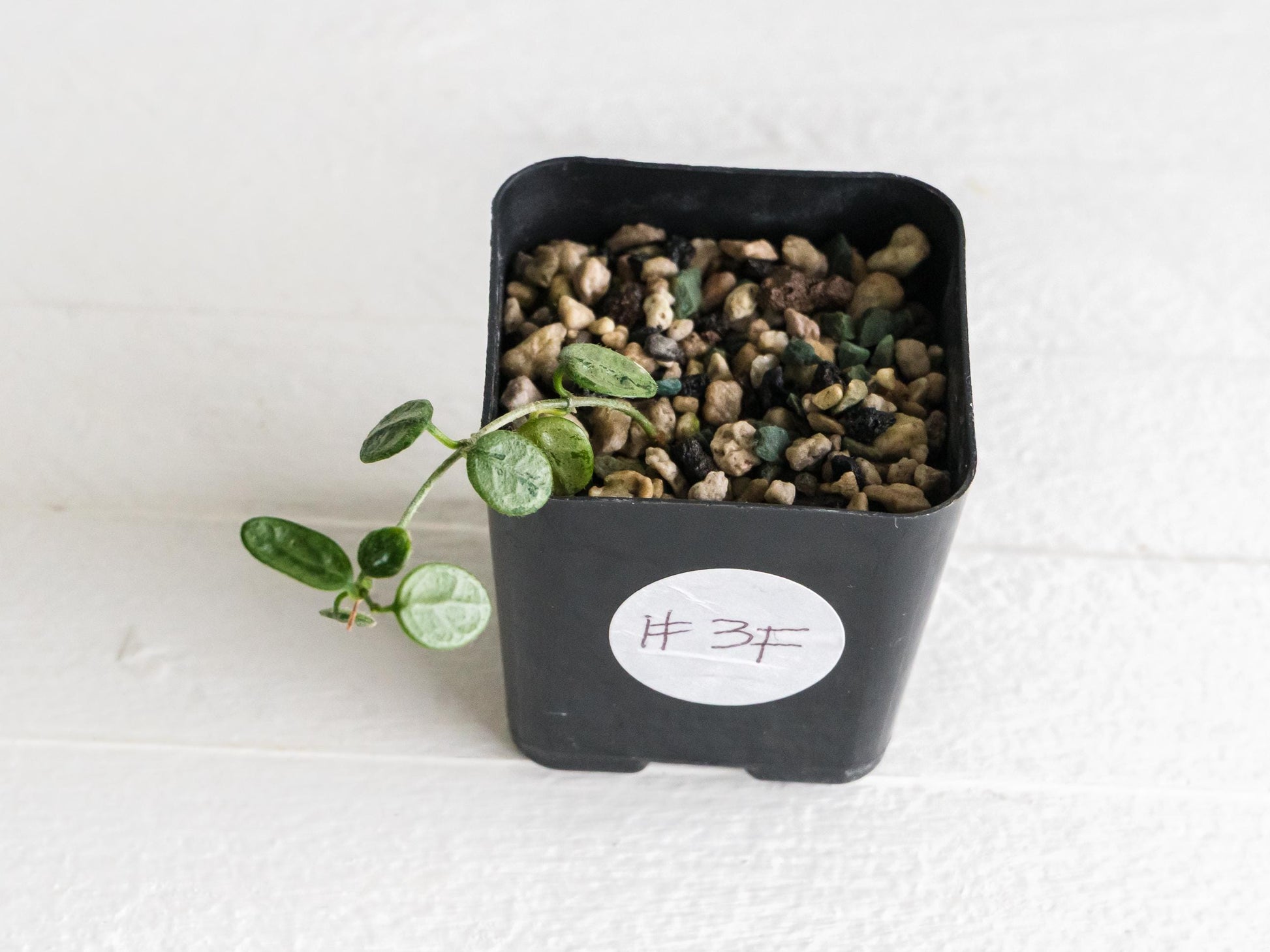 Hoya serpens (Silver) | 2-Inch