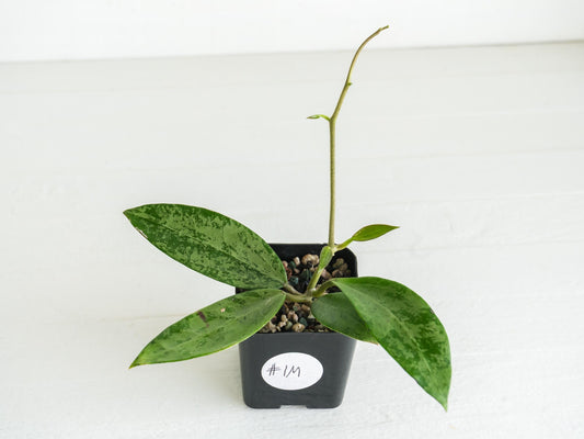 Hoya 'Rime' (Splash) | 2-Inch