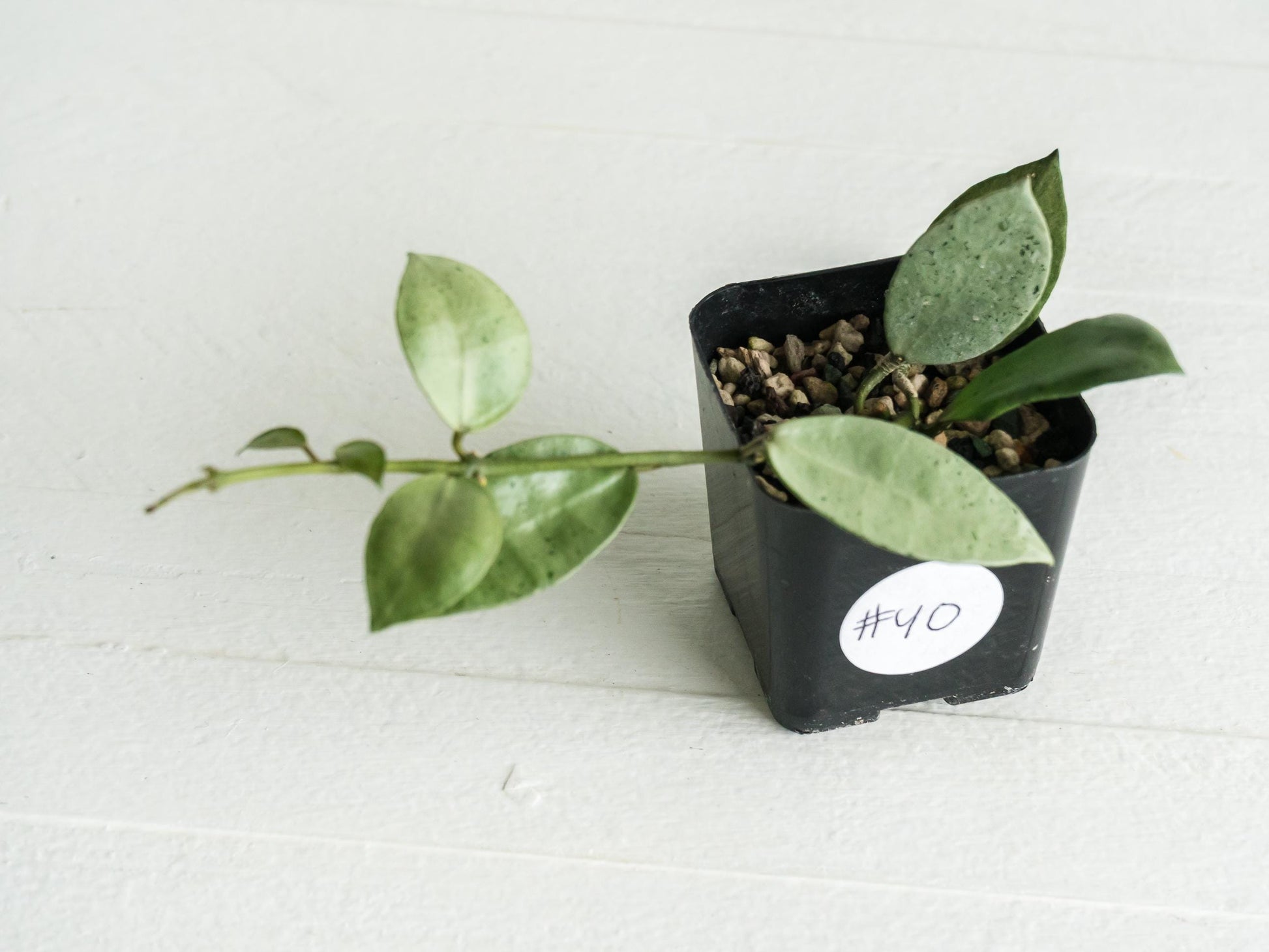 Hoya lacunosa 'Silver Mint Coin' | 2-Inch