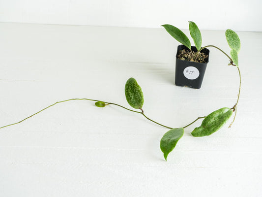 Hoya 'Jita Silver' | 2-Inch