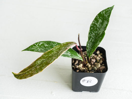 Hoya pubicalyx (Albo, Splash) | 2-Inch