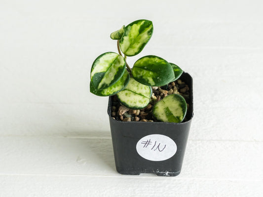 Hoya 'Mathilde' (Inner Variegated) | 2-Inch