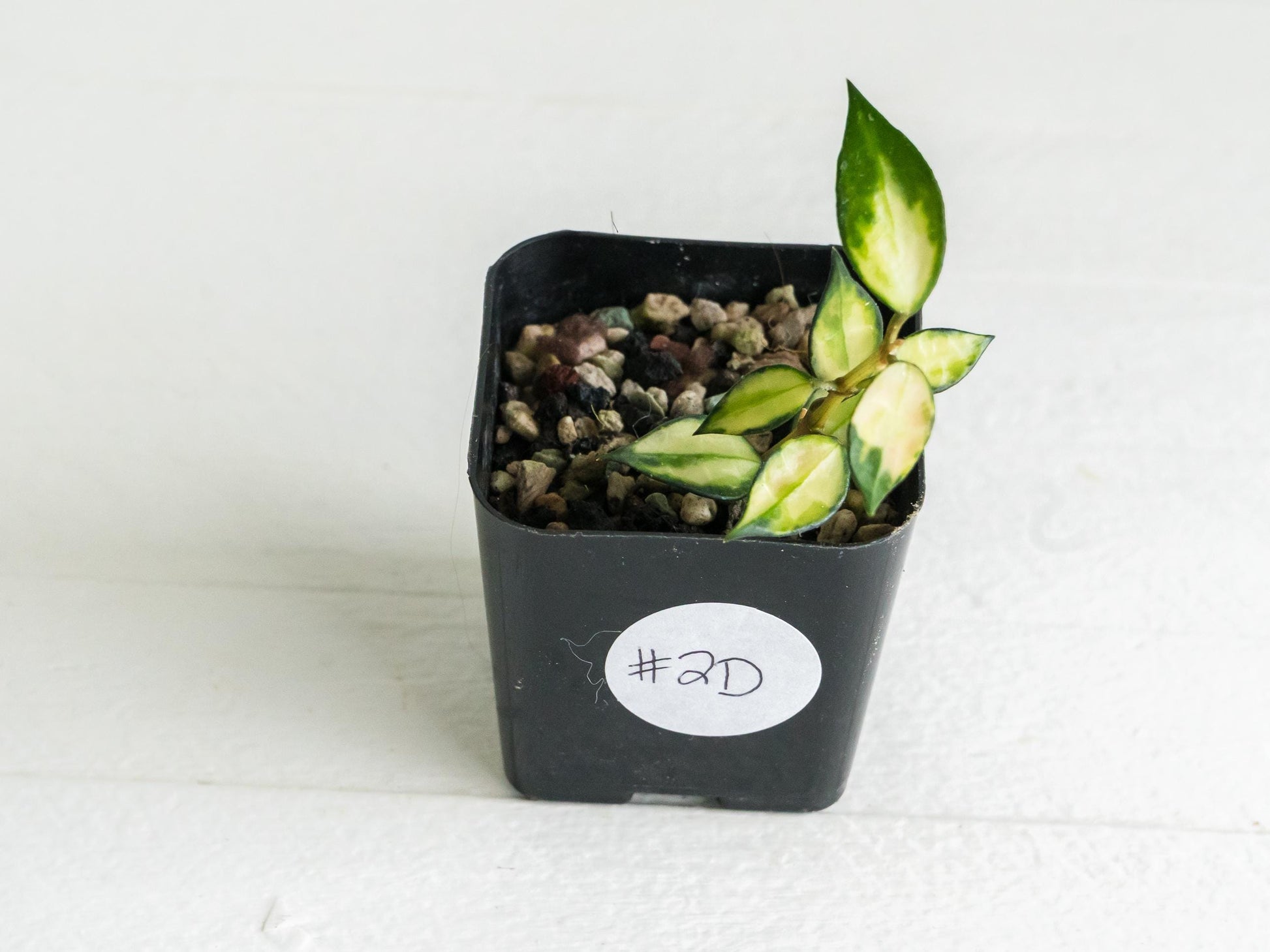 Hoya lacunosa (Inner Variegated) | 2-Inch