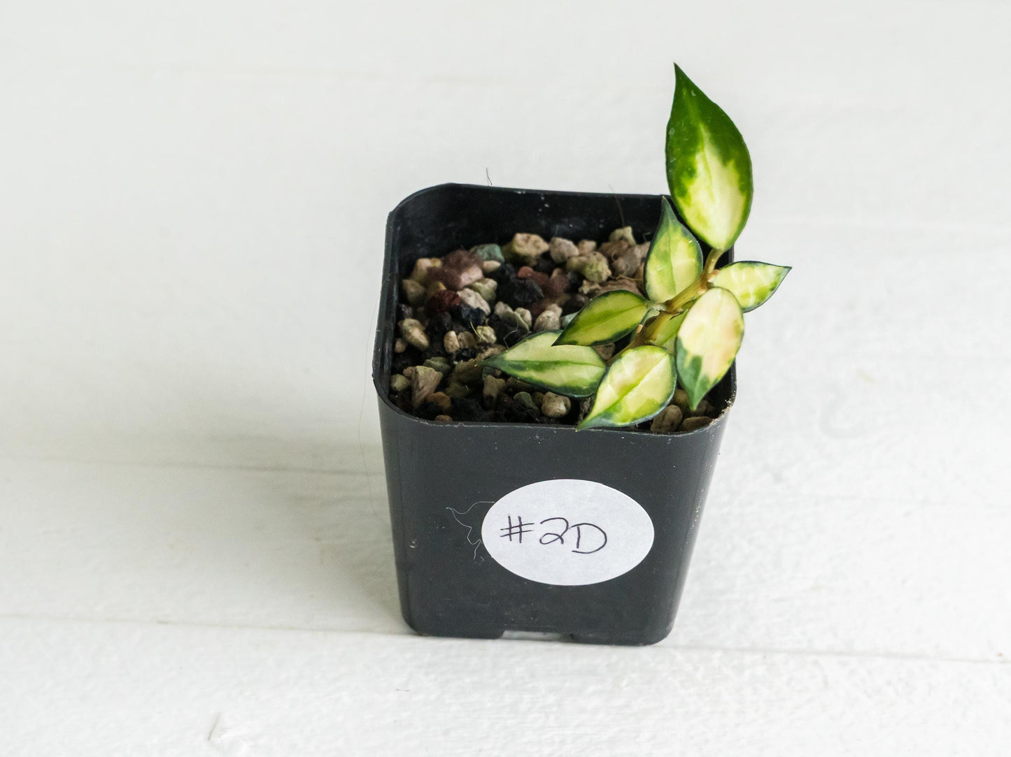 Hoya lacunosa (Inner Variegated) | 2-Inch