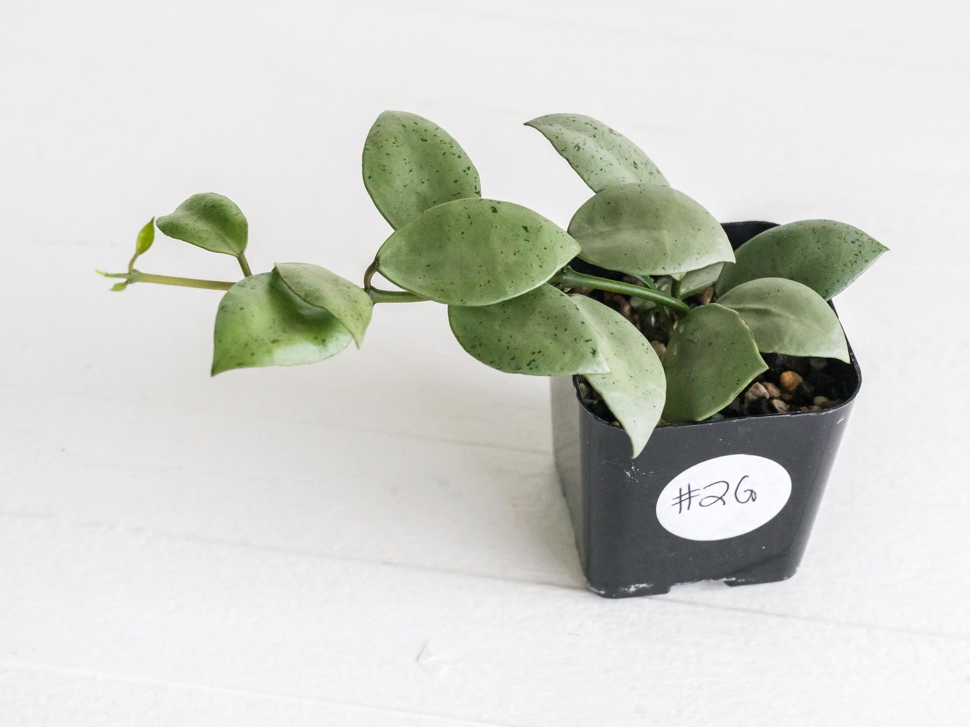 Hoya lacunosa 'Silver Mint Coin' | 2-Inch