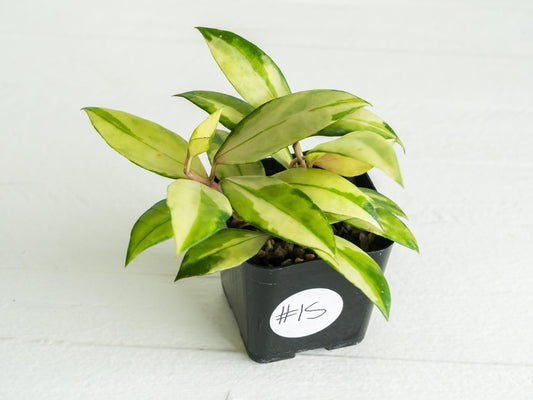 Hoya walliniana (Inner Variegated) | 2-Inch