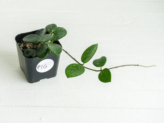 Hoya 'Mathilde' | 2-Inch