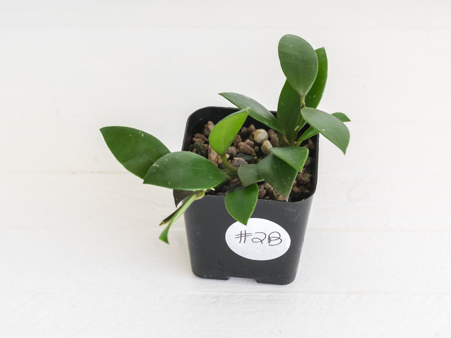 Hoya sipitangensis | 2-Inch