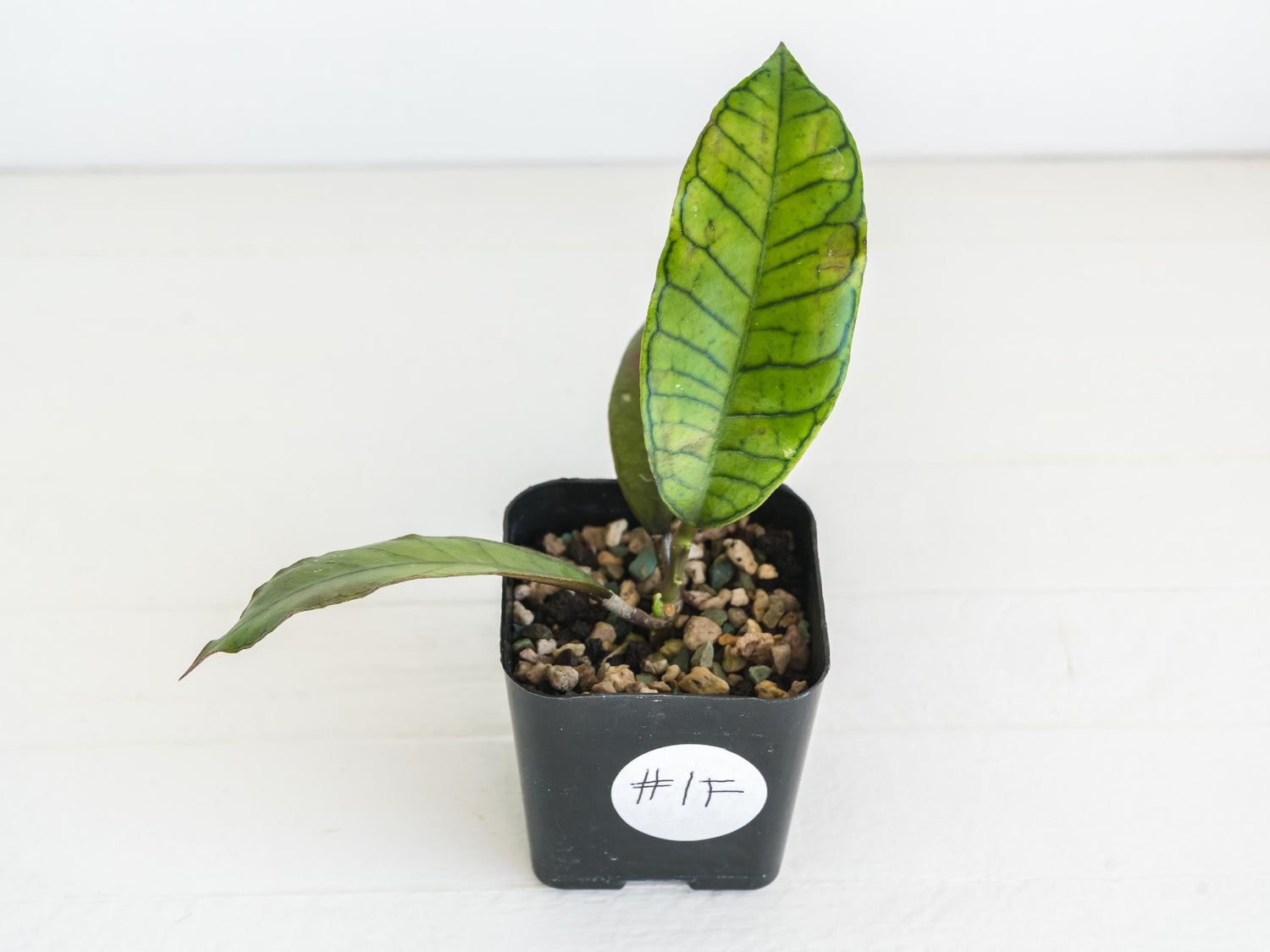 Hoya gunung gading | 2-Inch