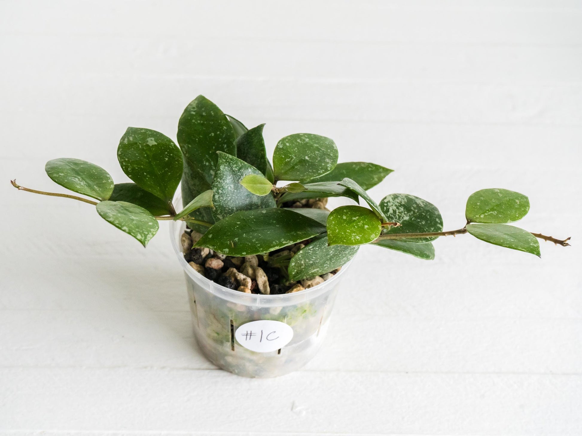 Hoya walliniana (Splash) | 3-Inch