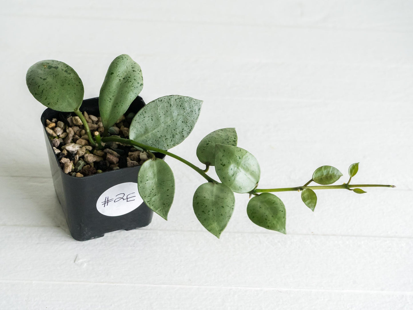 Hoya lacunosa 'Silver Mint Coin' | 2-Inch