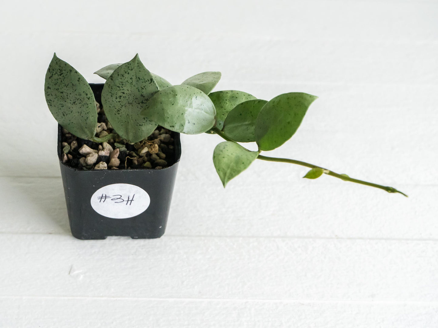 Hoya lacunosa 'Silver Mint Coin' | 2-Inch