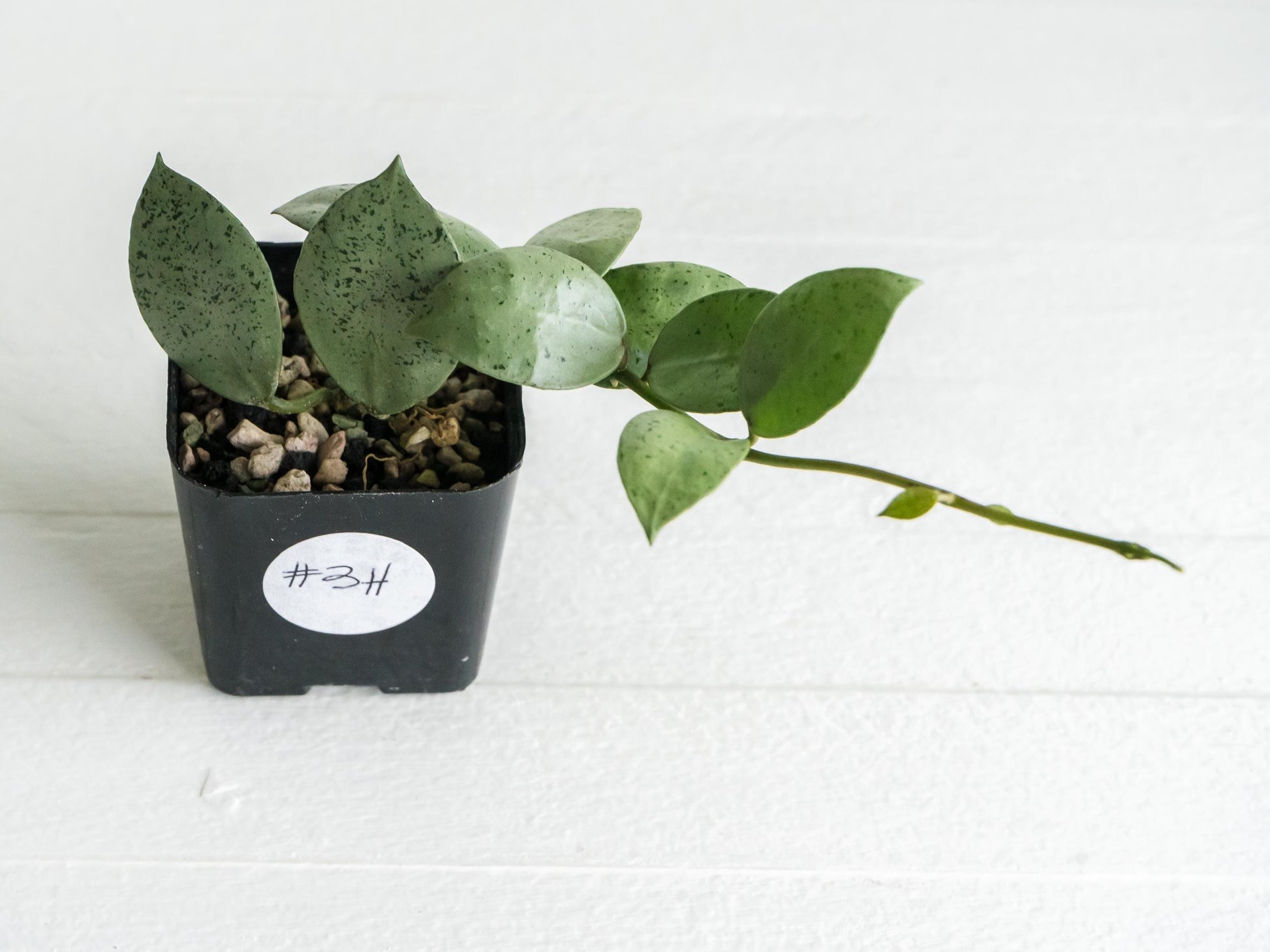 Hoya lacunosa 'Silver Mint Coin' | 2-Inch