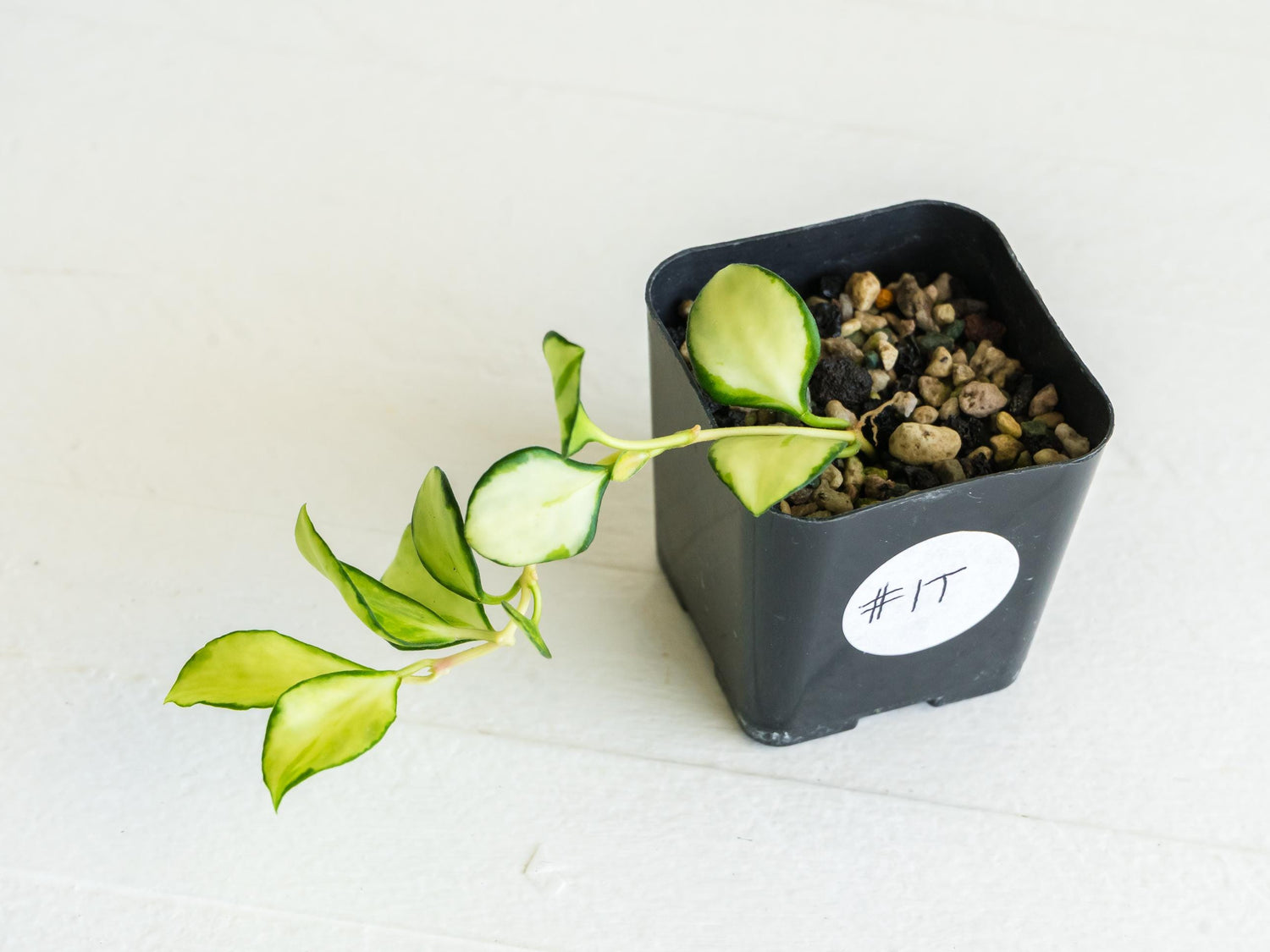 Hoya heuschkeliana (Inner Variegated)| 2-Inch