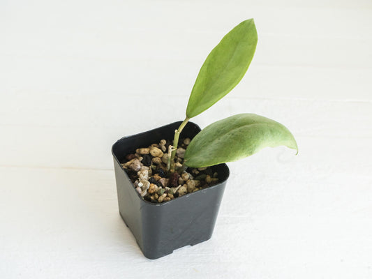 Hoya 'Menak Sopal Silver' | 2-Inch