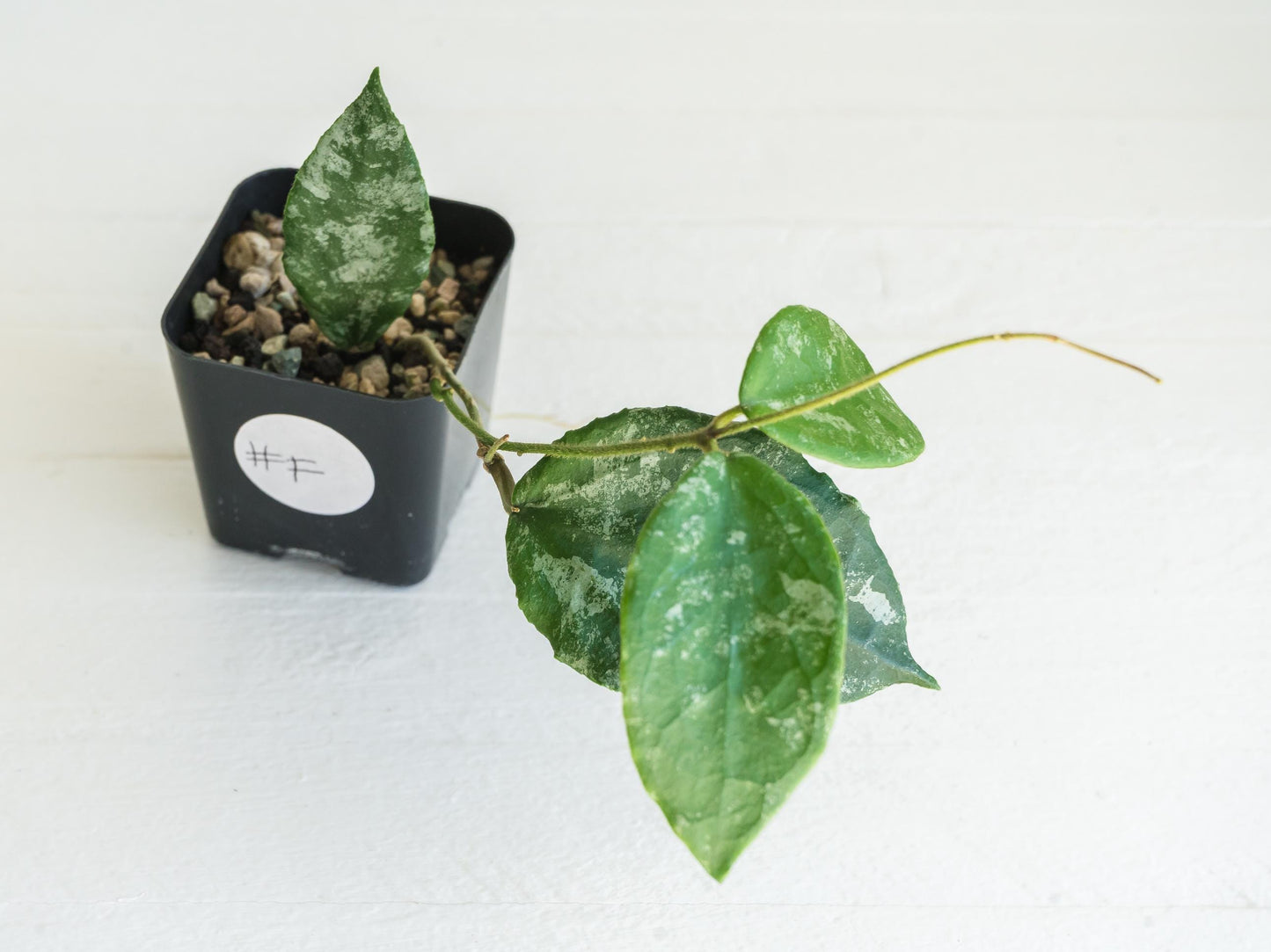 Hoya caudata (Silver) | 2-Inch