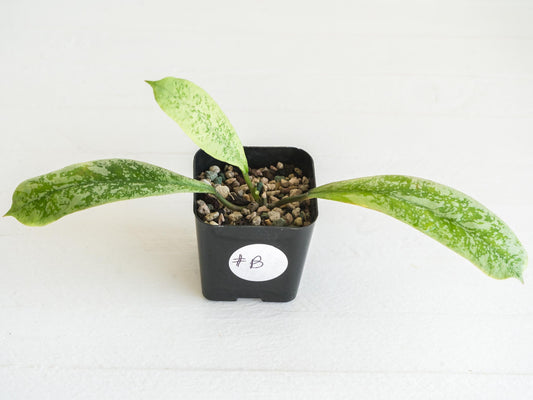 Hoya 'Lorelai' | 2-Inch