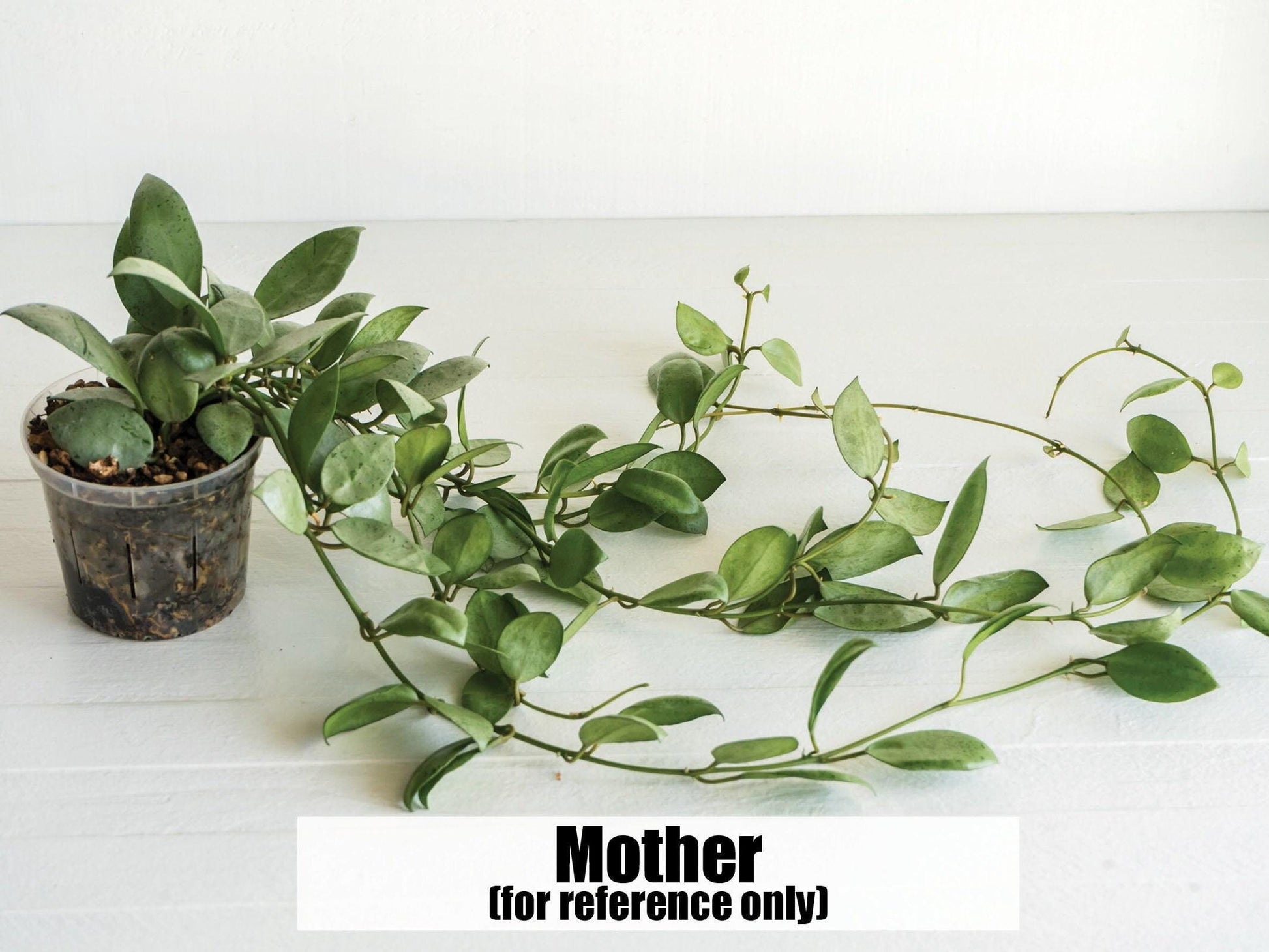 Hoya lacunosa 'Silver Mint Coin' | 2-Inch