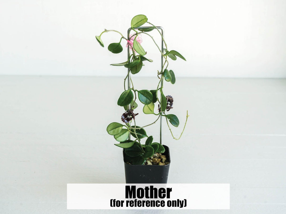 Hoya uniflora | 2-Inch