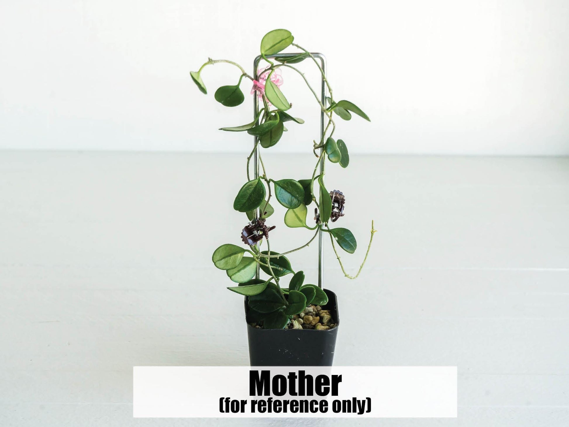 Hoya uniflora | 2-Inch