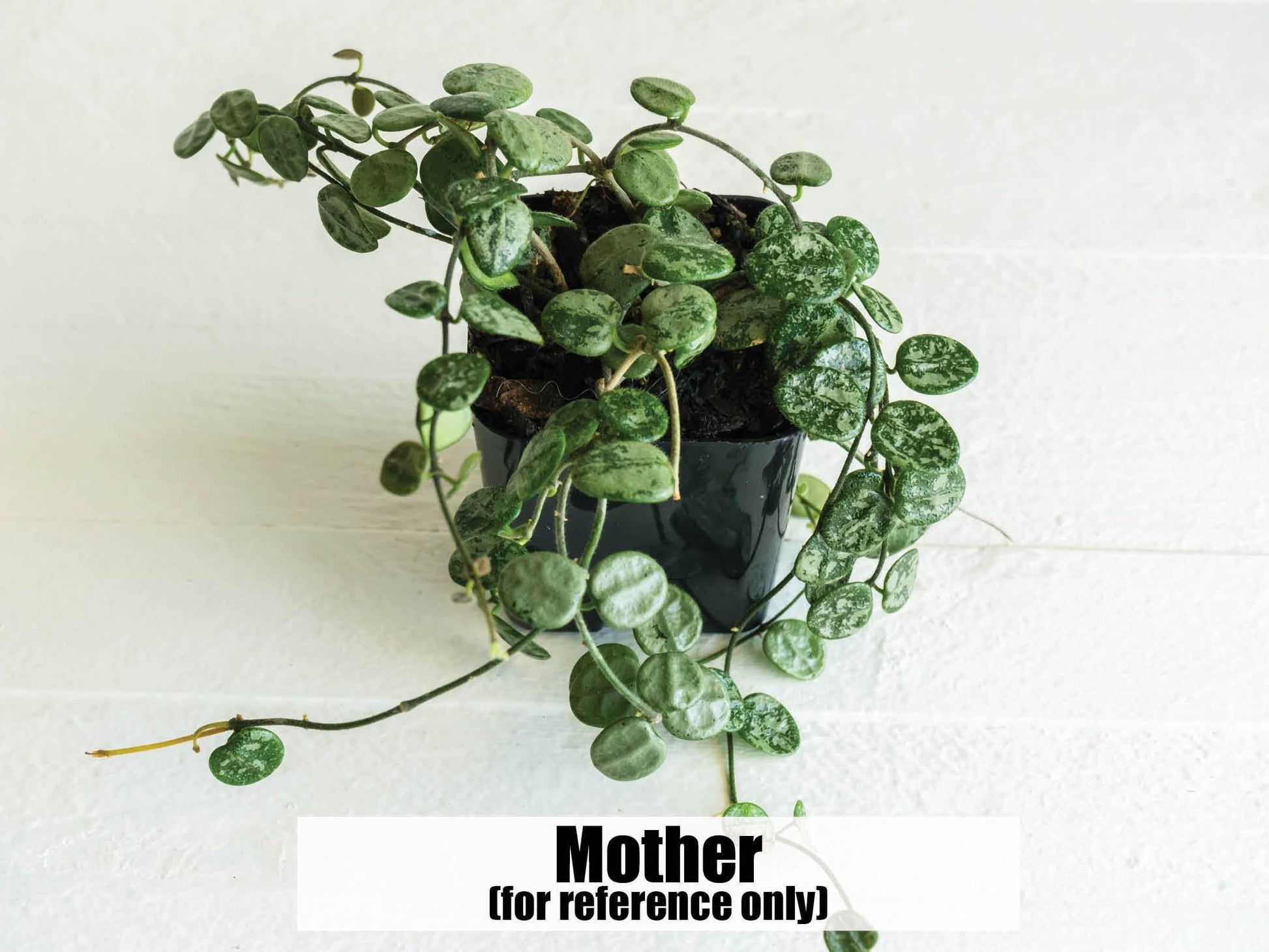 Hoya serpens (Splash) | 2-Inch