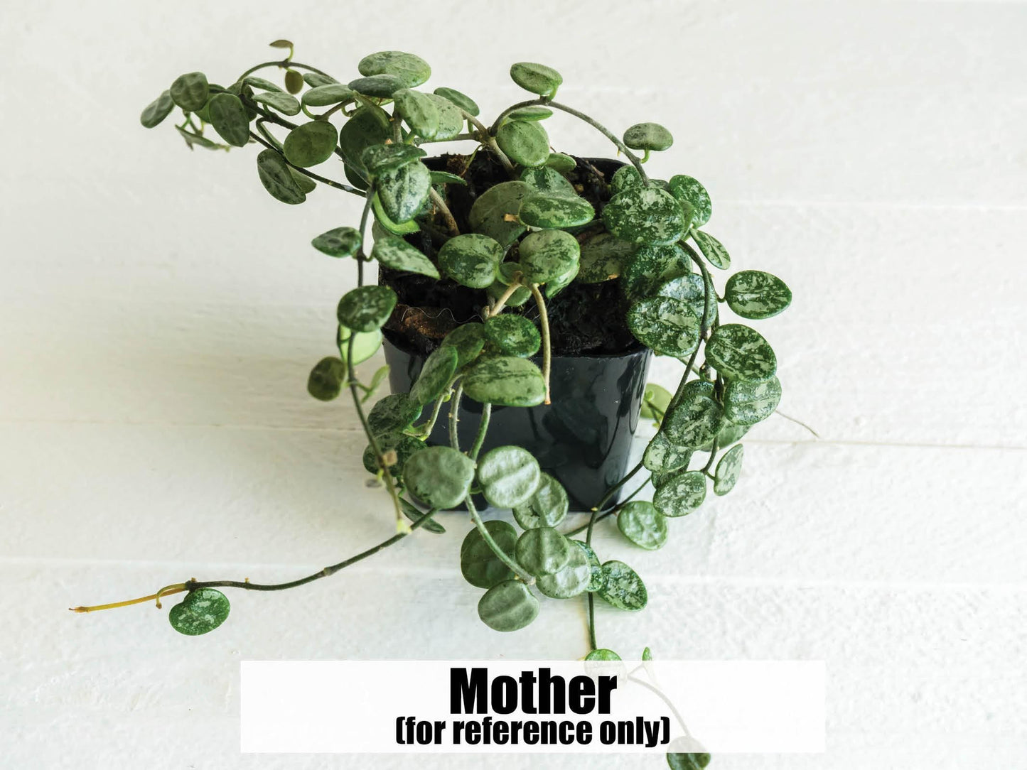 Hoya serpens (Splash) | 2-Inch