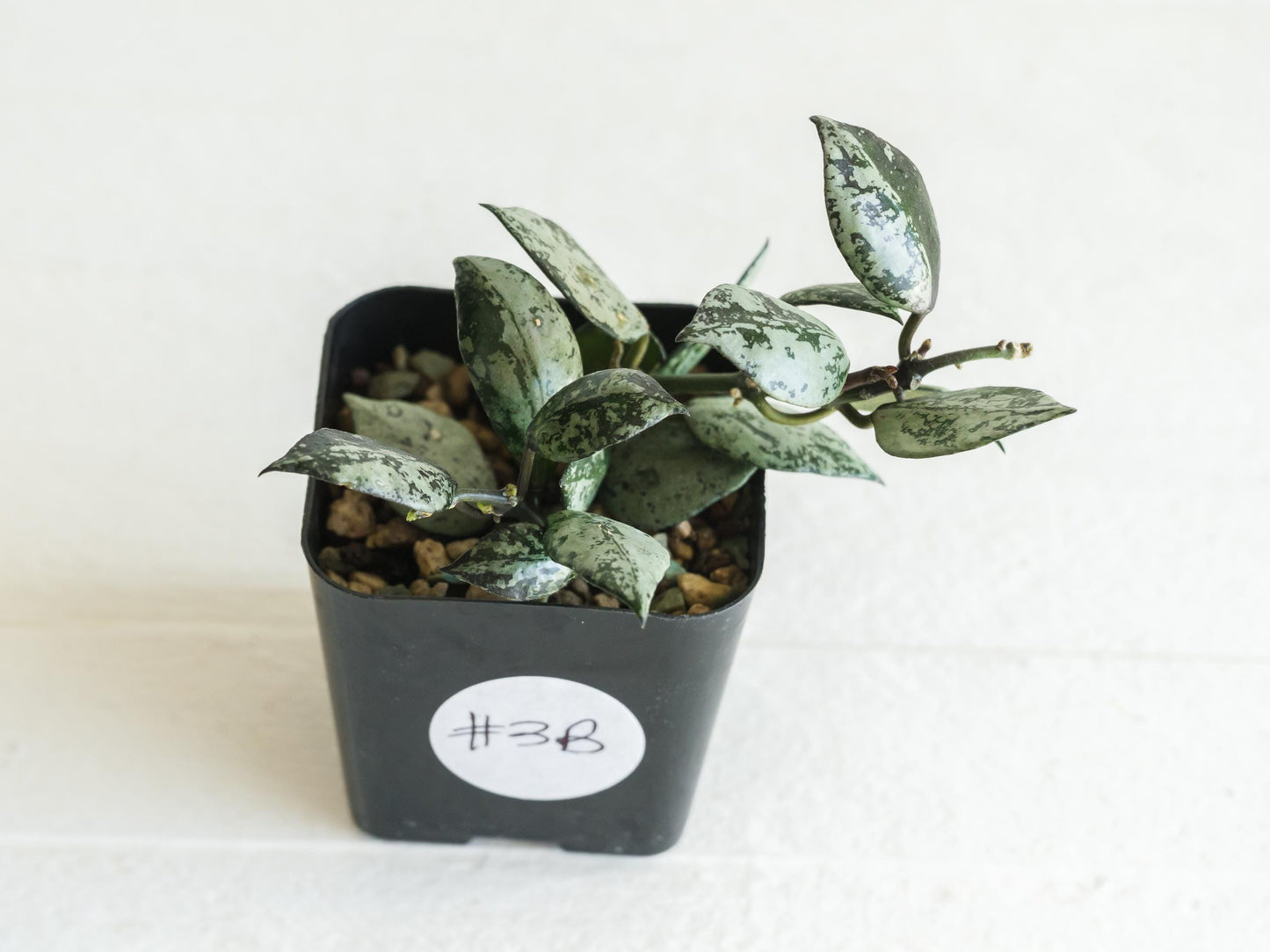 Hoya krohniana 'Super Silver Black' | 2-Inch