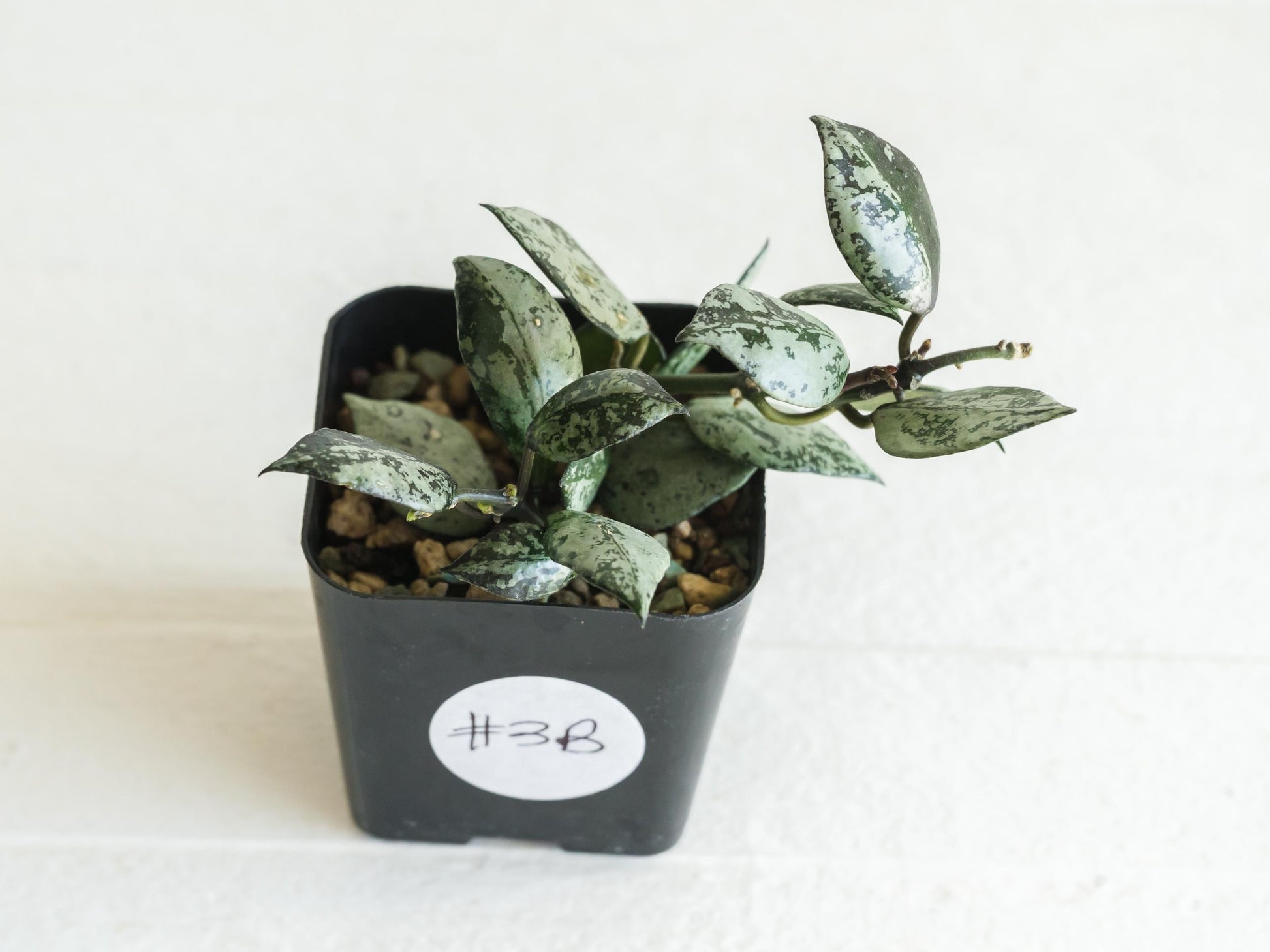 Hoya krohniana 'Super Silver Black' | 2-Inch