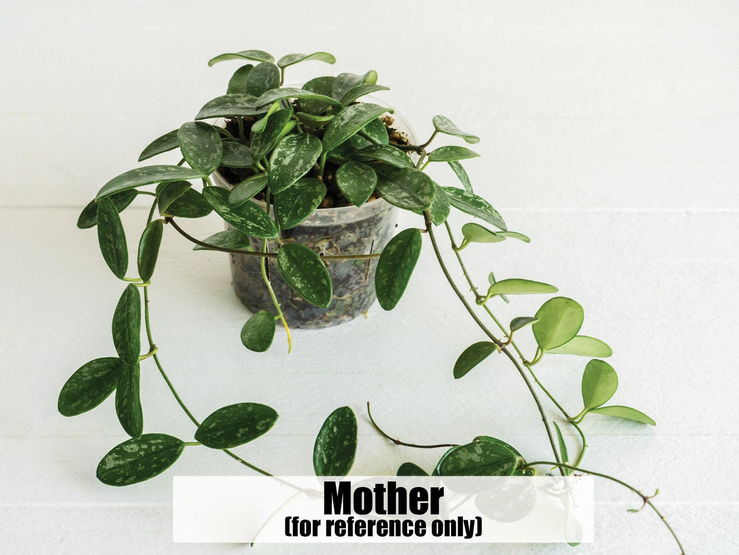 Hoya lima (Splash) | 2-Inch