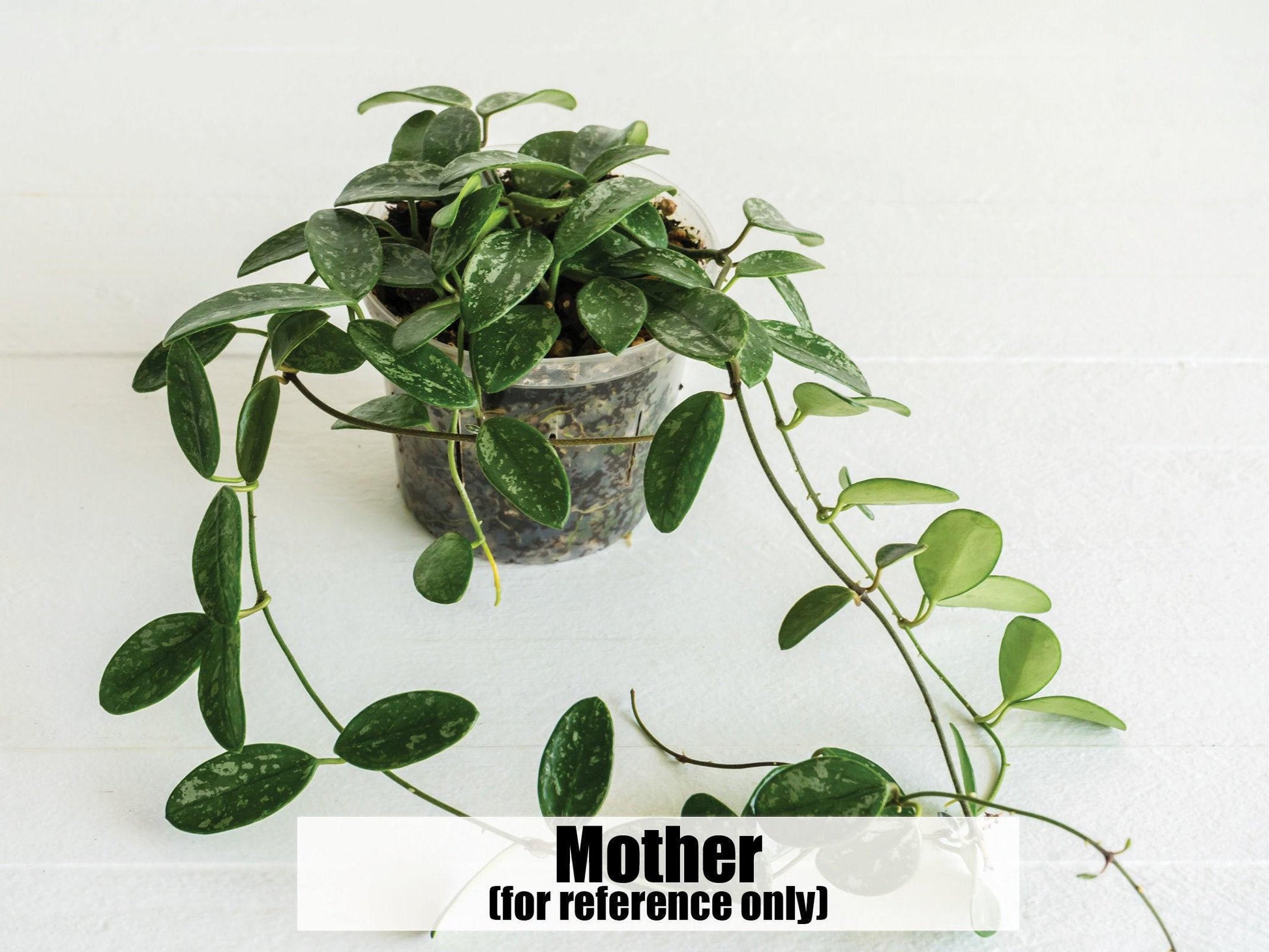 Hoya lima (Splash) | 2-Inch