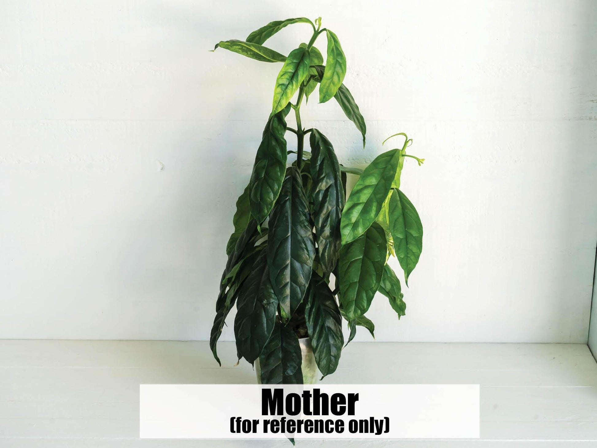 Hoya decipulae | 2-Inch