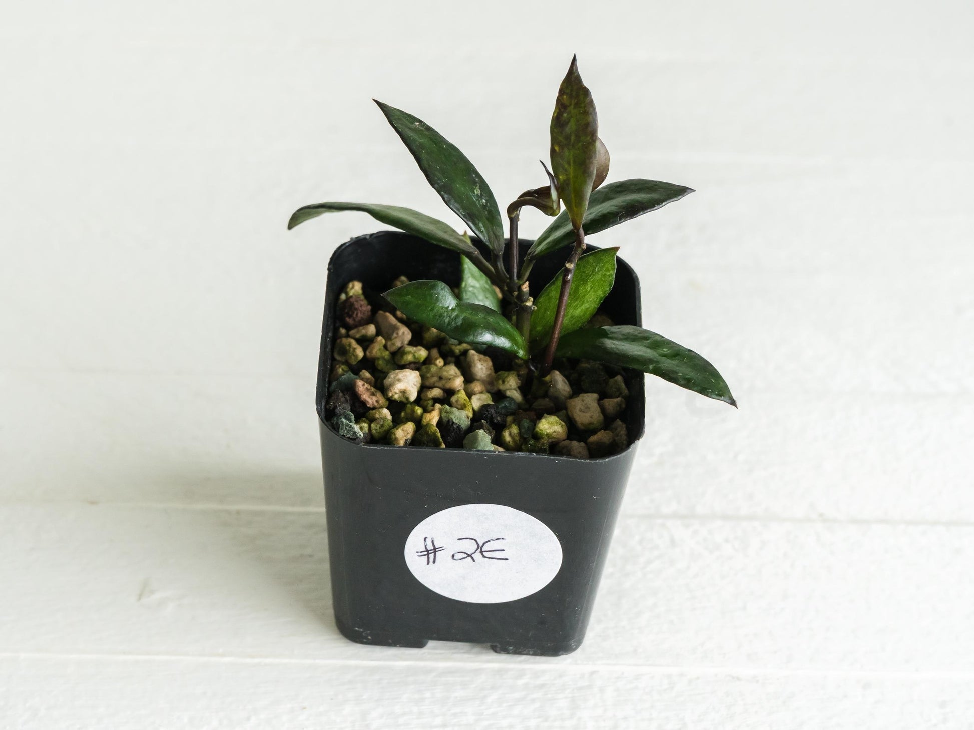 Hoya lacunosa 'Black Queen' | 2-Inch