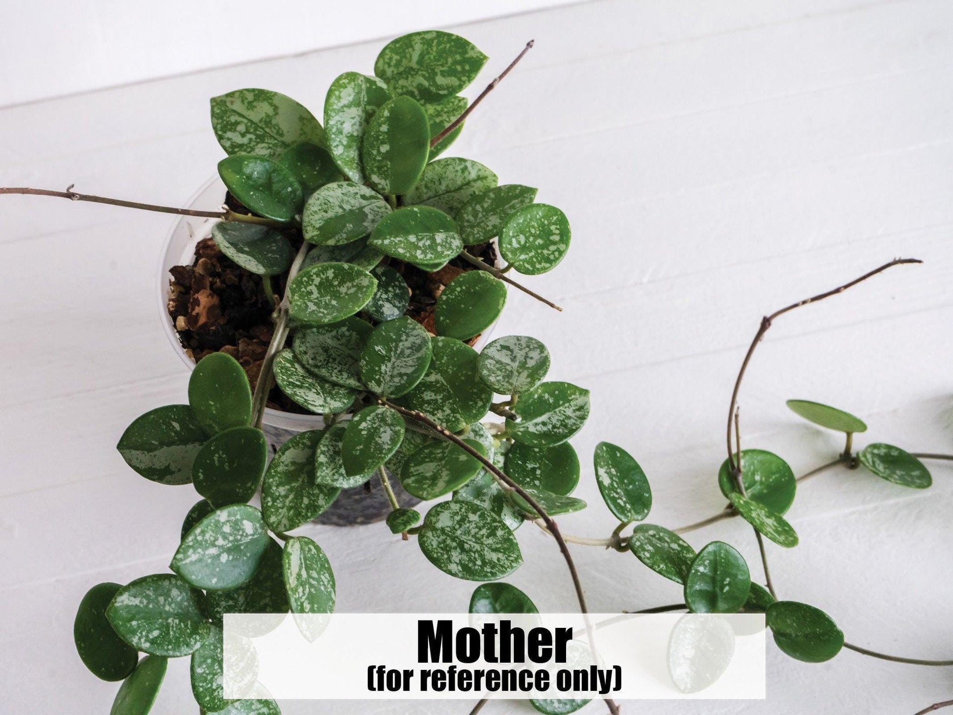 Hoya 'Mathilde' (Splash) | 2-Inch