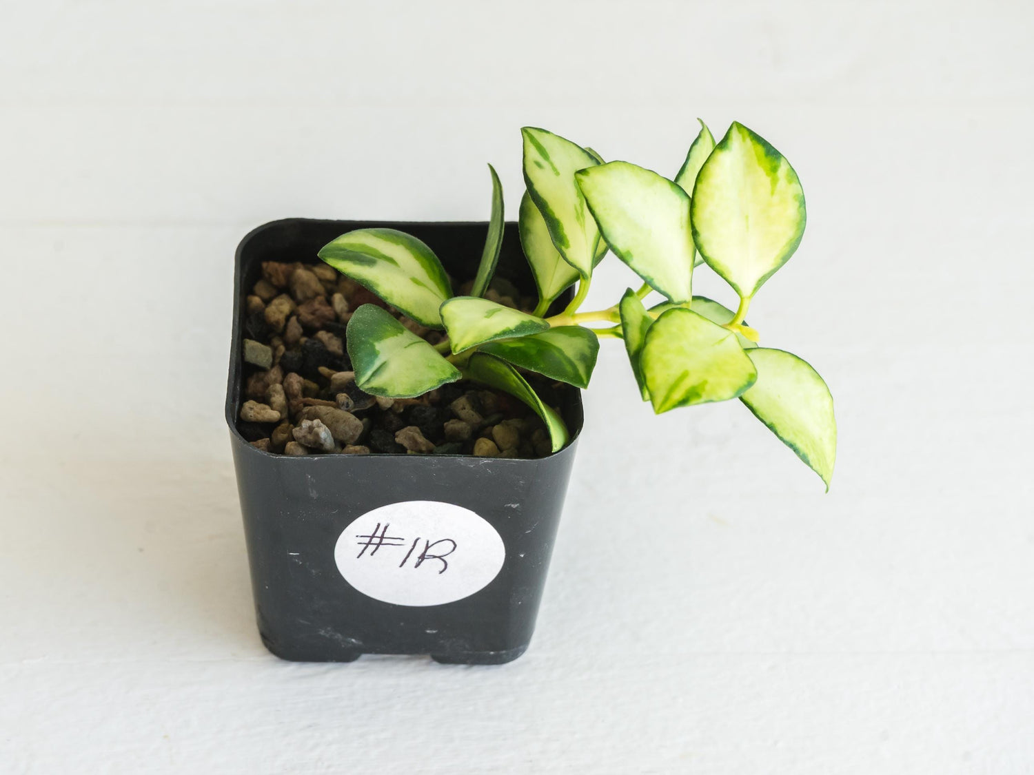 Hoya heuschkeliana (Inner Variegated)| 2-Inch